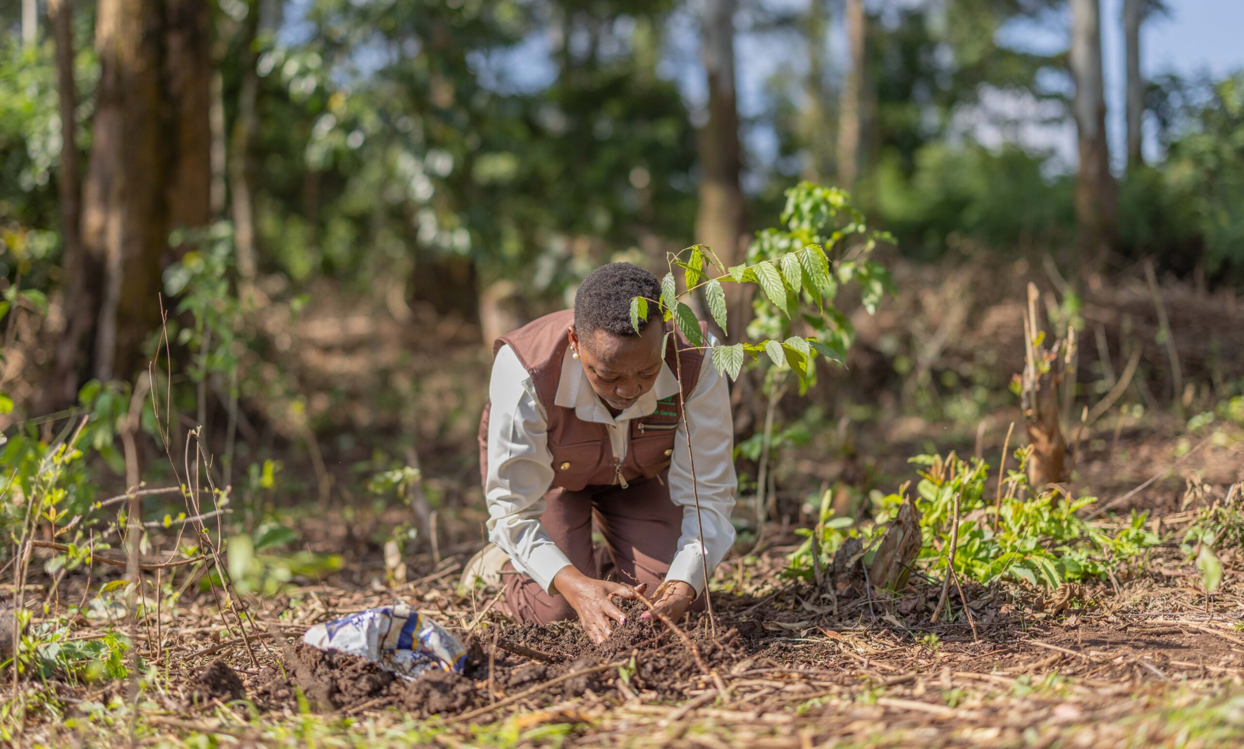 First Lady Rachel Ruto during a tree planting exercise at Kakamega Forest.