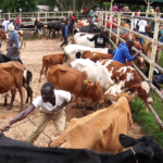 Mass vaccination of cattle at Lubao Market in Kakamega County (Photo/Mose Wekesa)