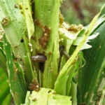 Maize infested with Fall Armyworms