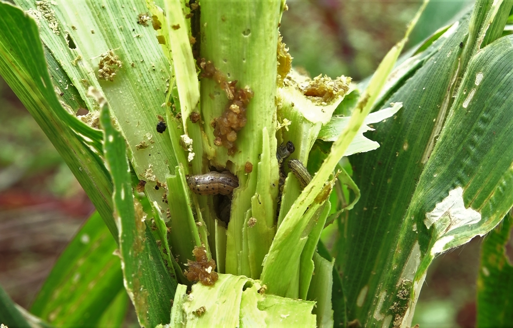 Maize infested with Fall Armyworms