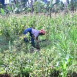 Lucia Mutia, a farmer cultivating sections of Mporoko swamp to sustain her livelihood_ photo credits William Abala