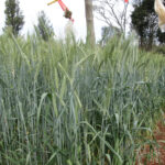 Central Agricultural Society of Kenya (ASK) show Branch Chairman Patrick Karinga touring the plants at Kabiru-ini show