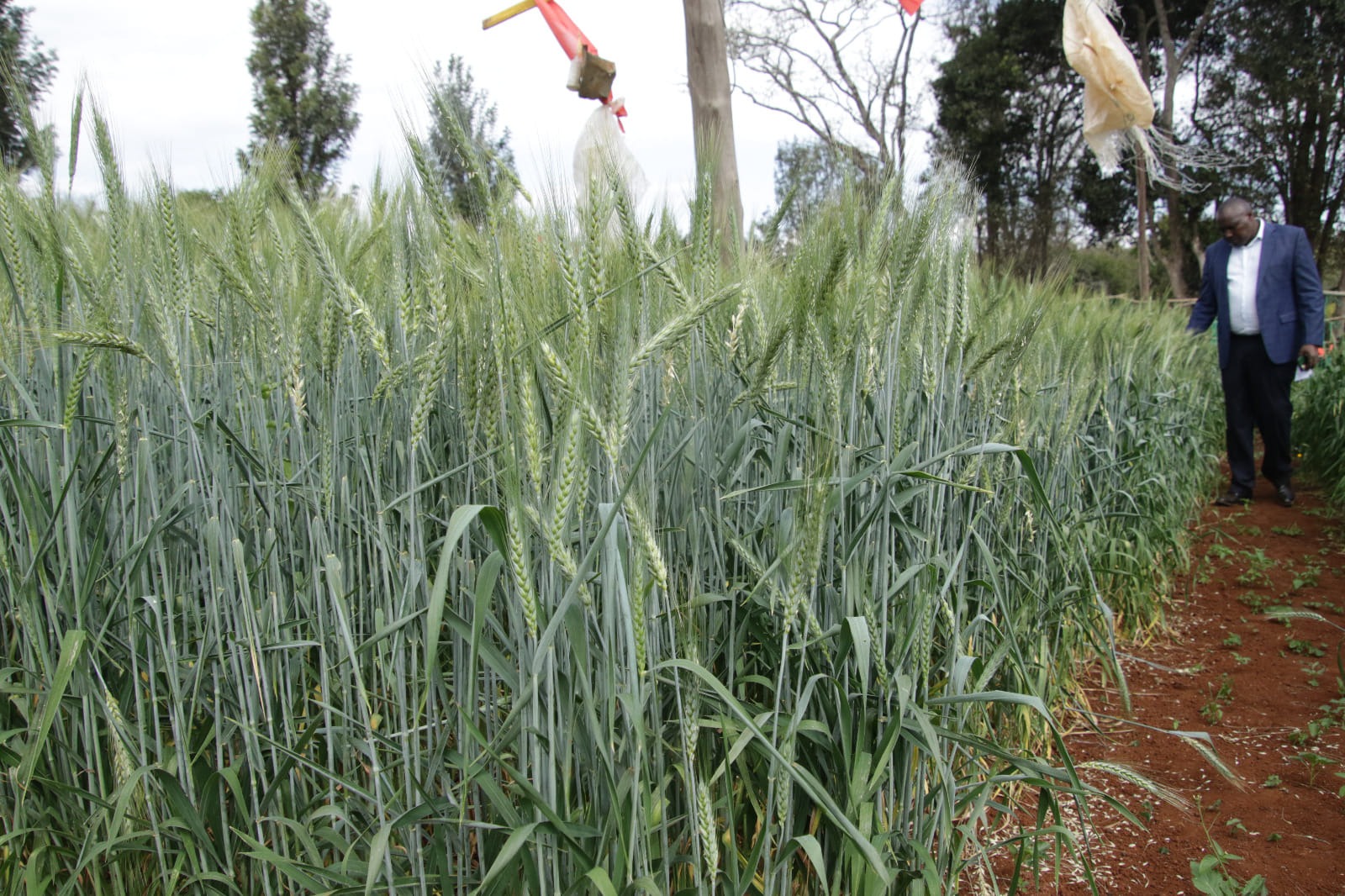 Central Agricultural Society of Kenya (ASK) show Branch Chairman Patrick Karinga touring the plants at Kabiru-ini show