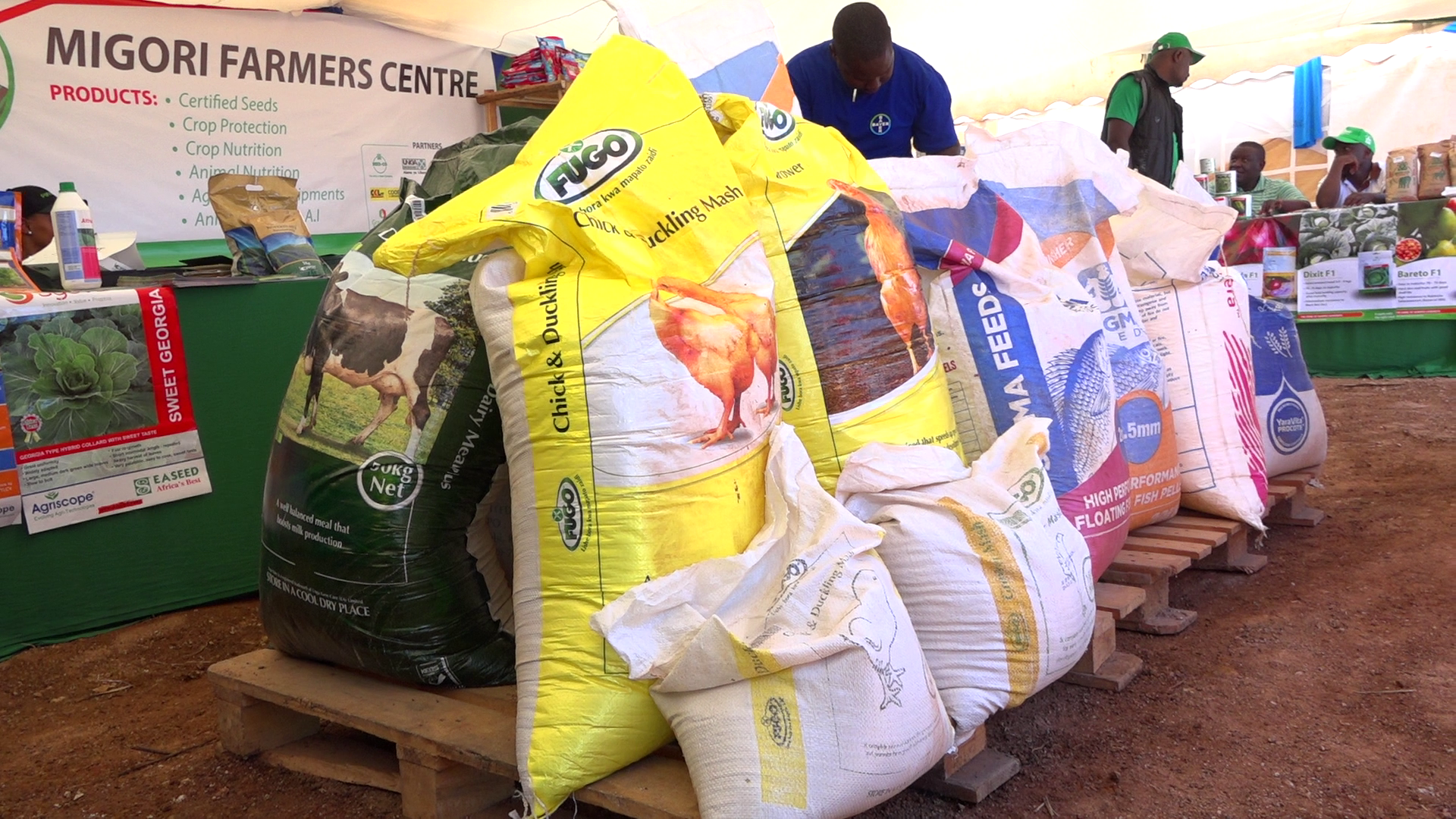 The Chairperson of the Migori Kenya National Federation of Farmers (KENAFF) Peter Chacha. He said that the importation of duty-free yellow and other animal raw materials will ease the pain of the high cost of animal feeds that have skyrocketed for the last three years. Photo by Geoffrey Makokha.