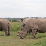 The last two Northern white rhinos at the Olpejeta conservancy. Widespread poaching in the past years has devastated their population and are now considered extinct in the wild. (Photo by Muturi Mwangi/KNA)