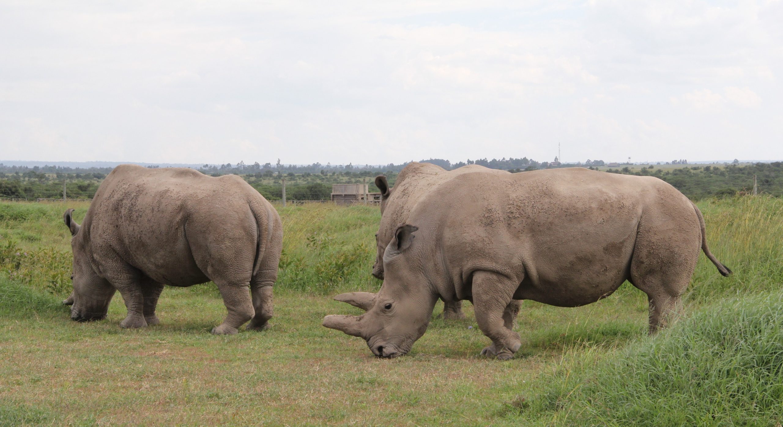 The last two Northern white rhinos at the Olpejeta conservancy. Widespread poaching in the past years has devastated their population and are now considered extinct in the wild. (Photo by Muturi Mwangi/KNA)