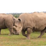 The two remaining Northern white rhino at the Ol Pejeta conservancy, Laikipia County. Scientists are inching closer to saving them from extinction through in-vitro fertilization (IVF). (Photo by Muturi Mwangi/KNA)