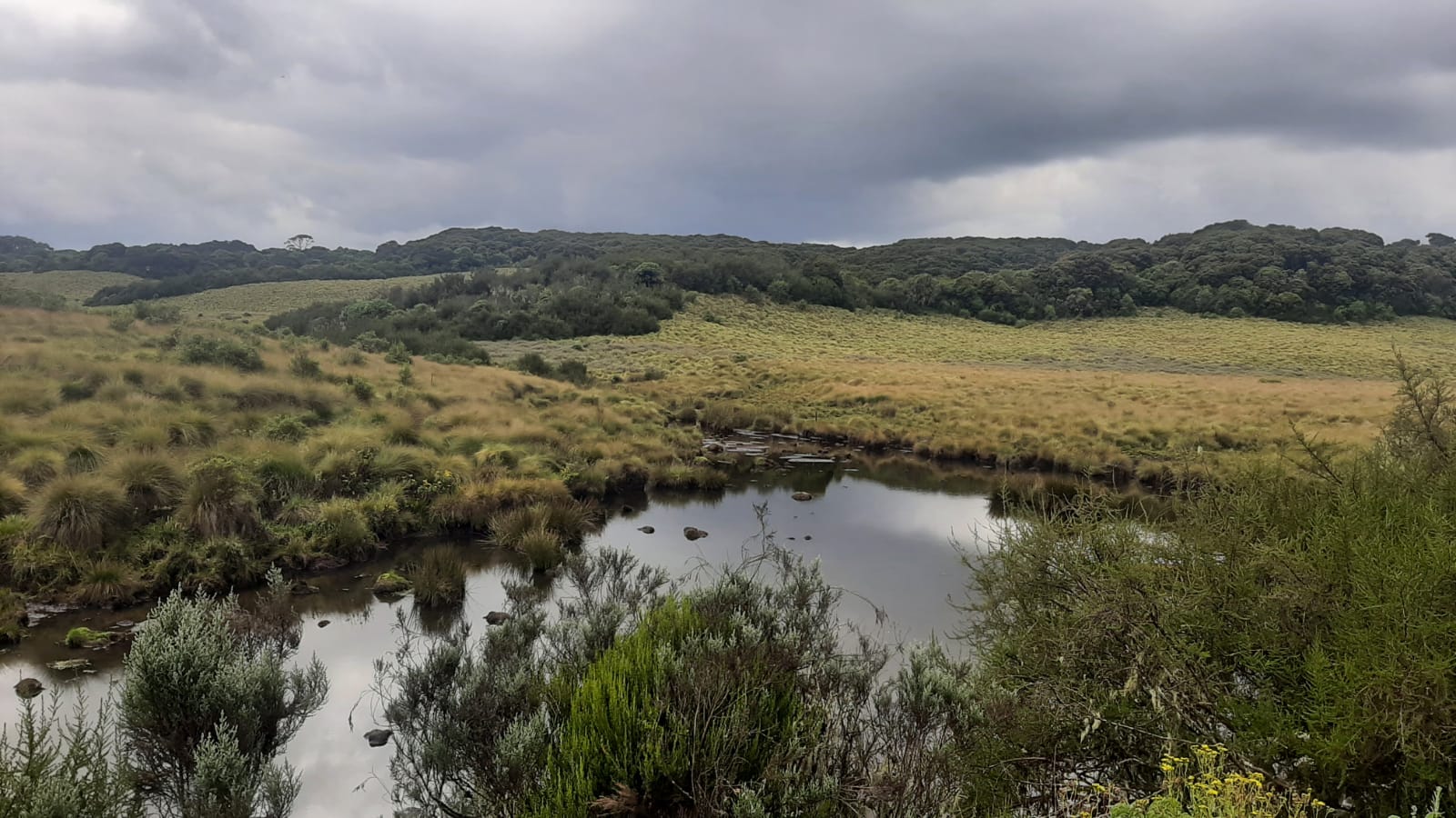 Moorlands within the Aberdare Forest ecosystem