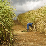 Sugarcane farm in Kenya