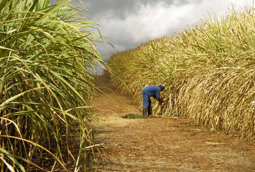 Sugarcane farm in Kenya