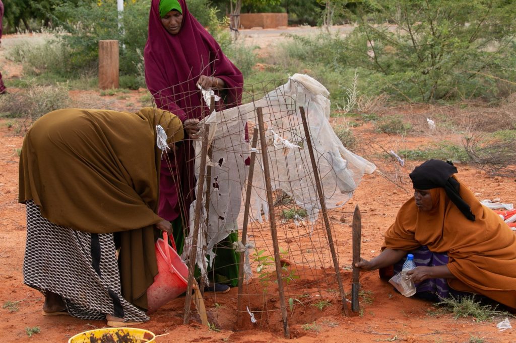 Women growing trees in Mandera County.