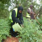 Women watering tree seedlings in Mandera County.